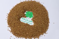 فروش بذر یونجه