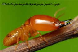 سمپاشی موریانه اصفهان با مجوز بهداشت