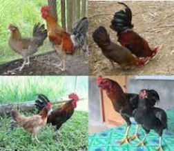 فروش جوجه و مرغ محلی و بومی