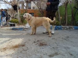 سگ گلدن رتریور پرستار خانواده